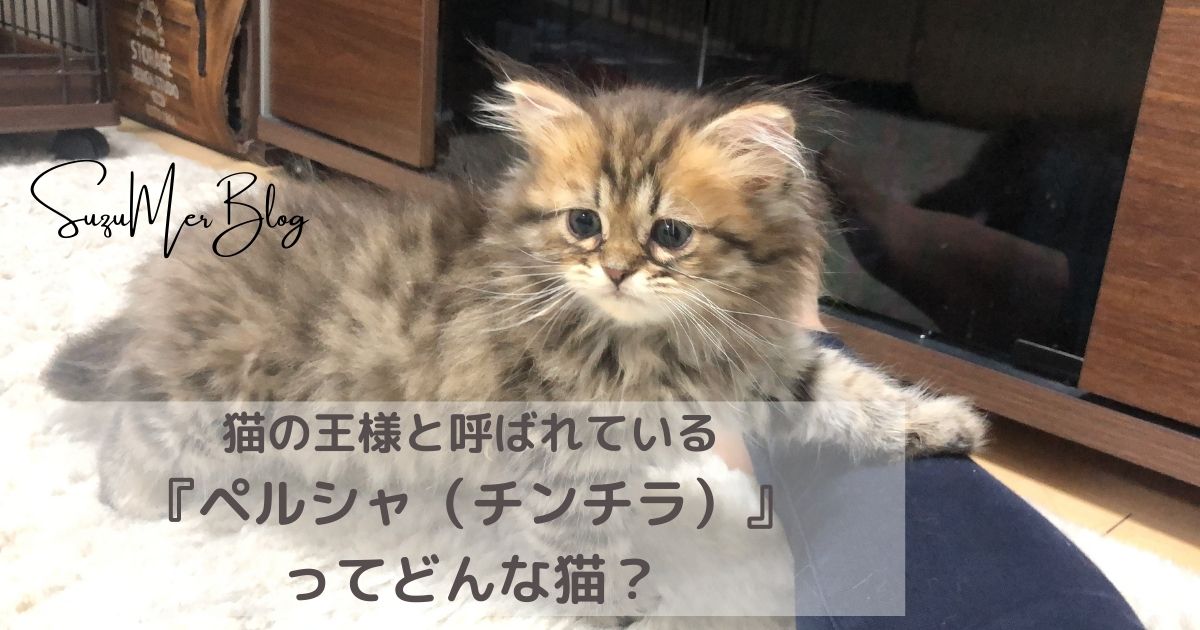 ペルシャ チンチラ ってどんな猫 猫の品種について すずめるブログ